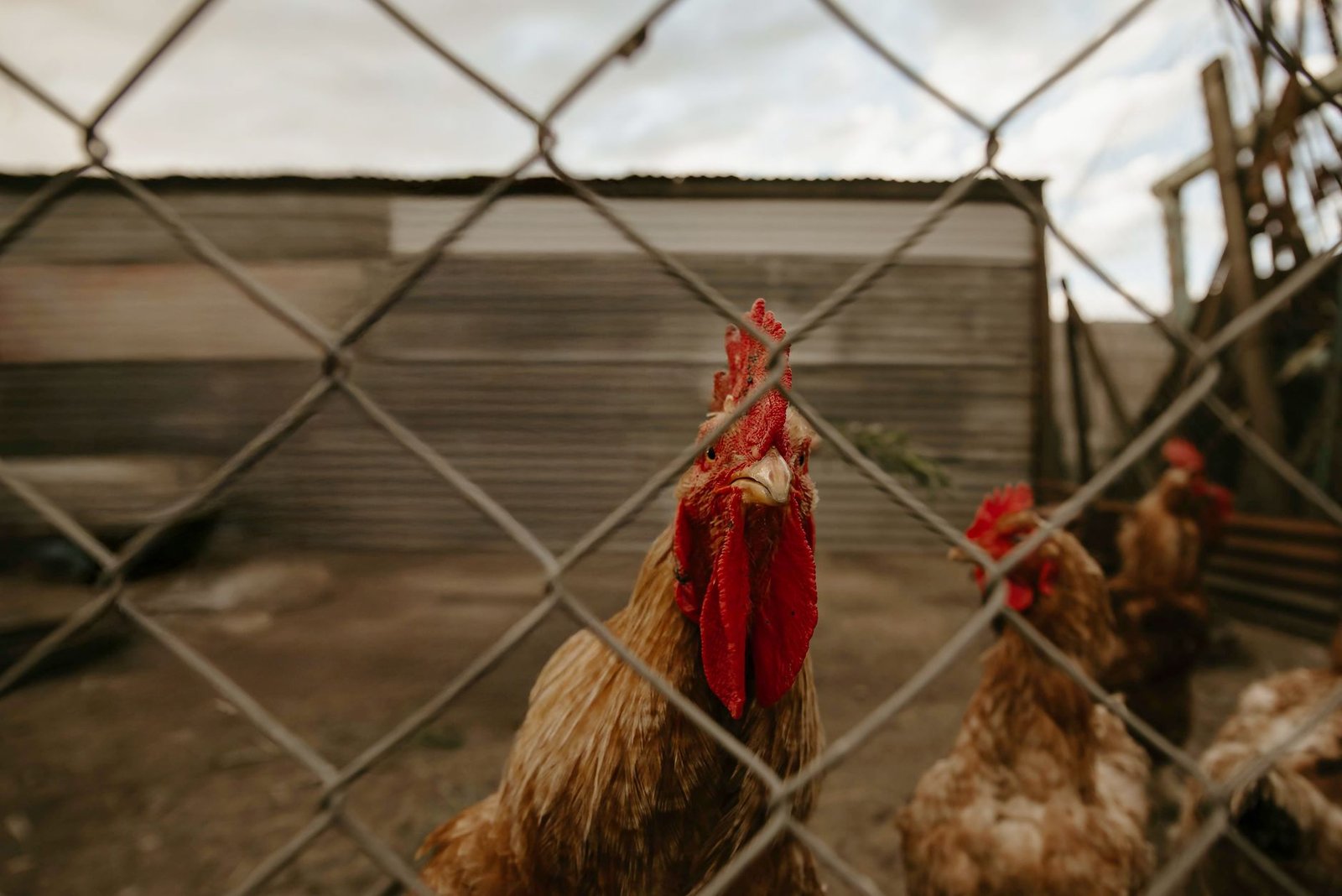 best chicken run