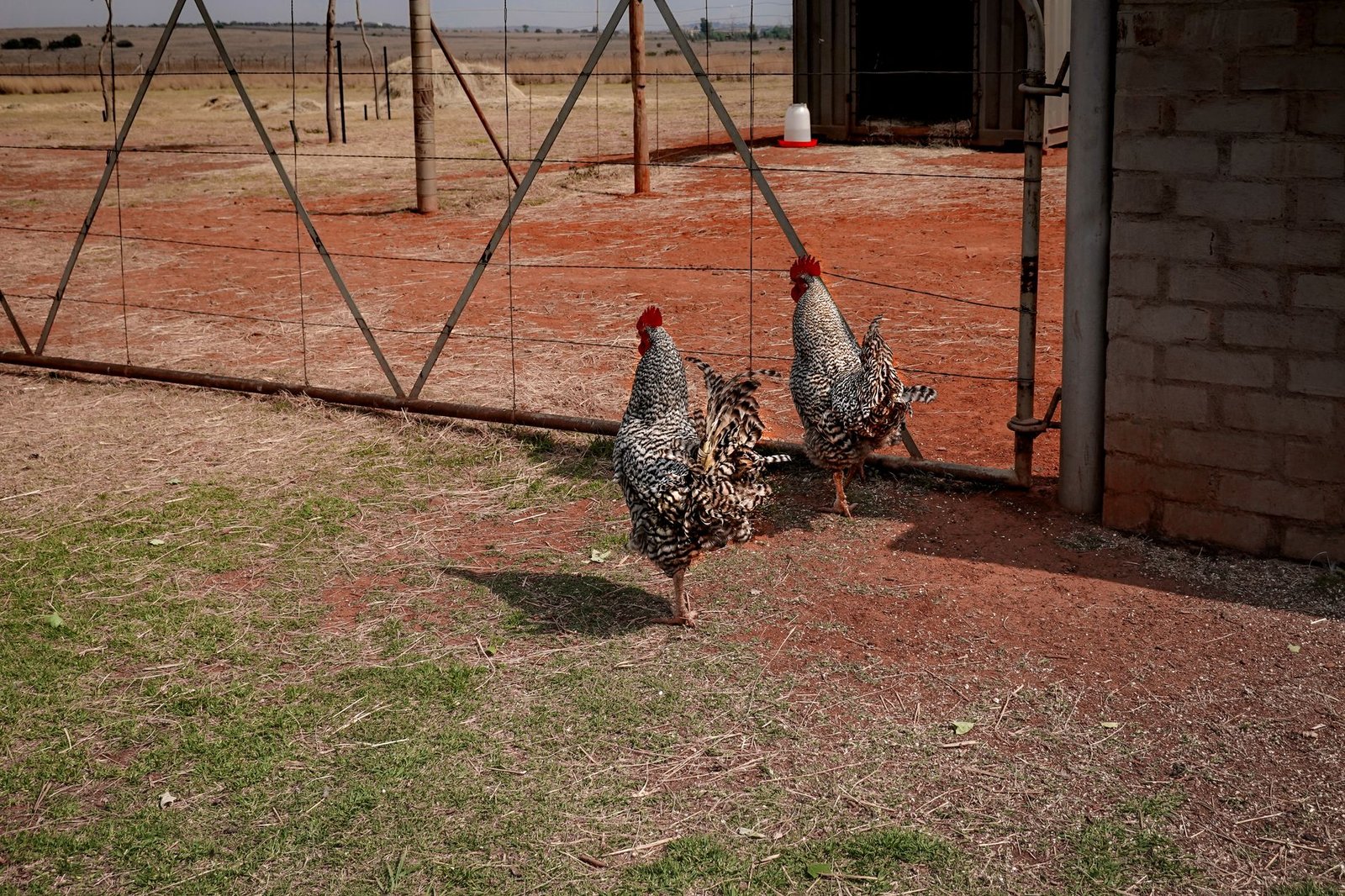 best chicken run