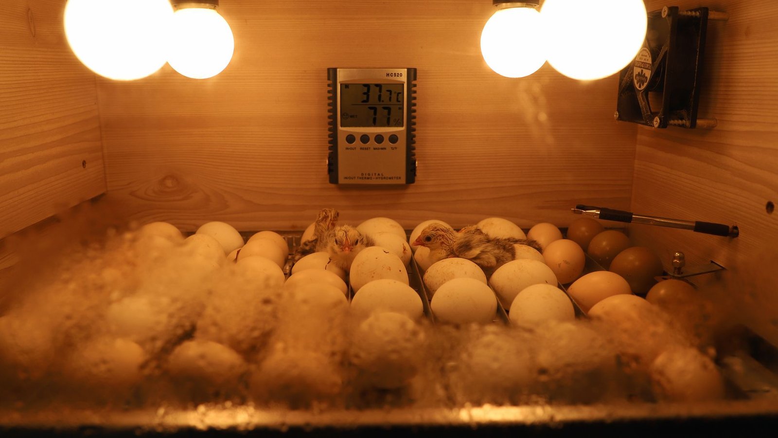 best egg incubator for beginners - Illustration 1
