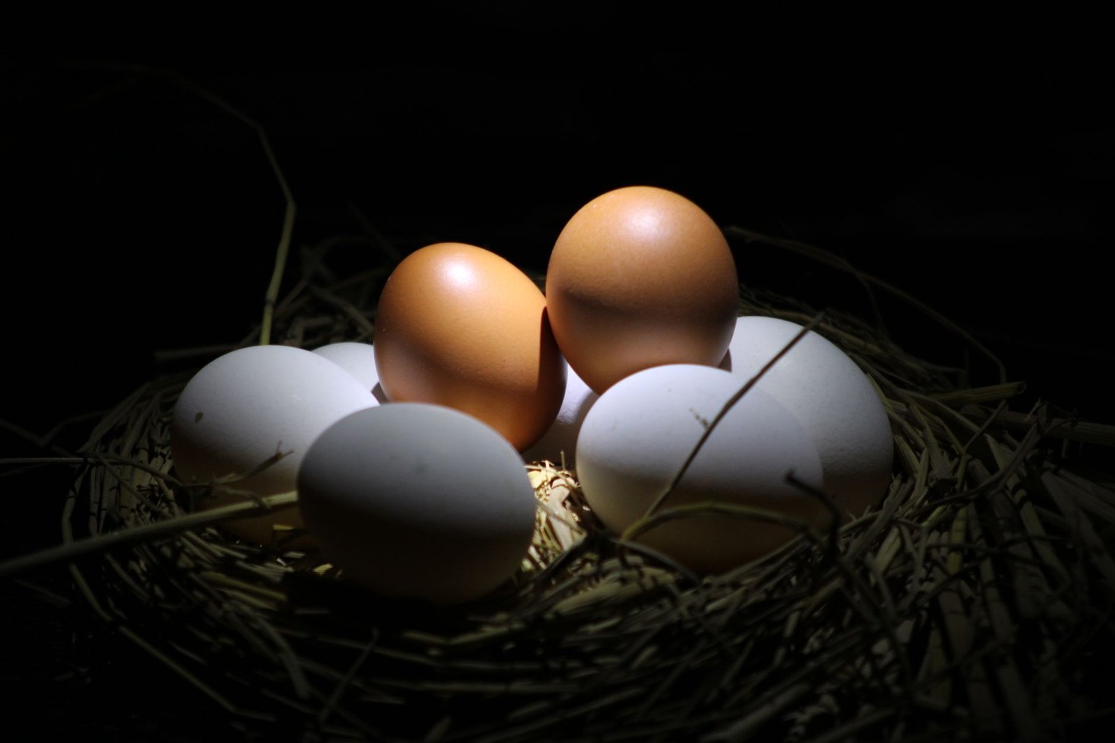 best egg incubator for beginners - Illustration 3