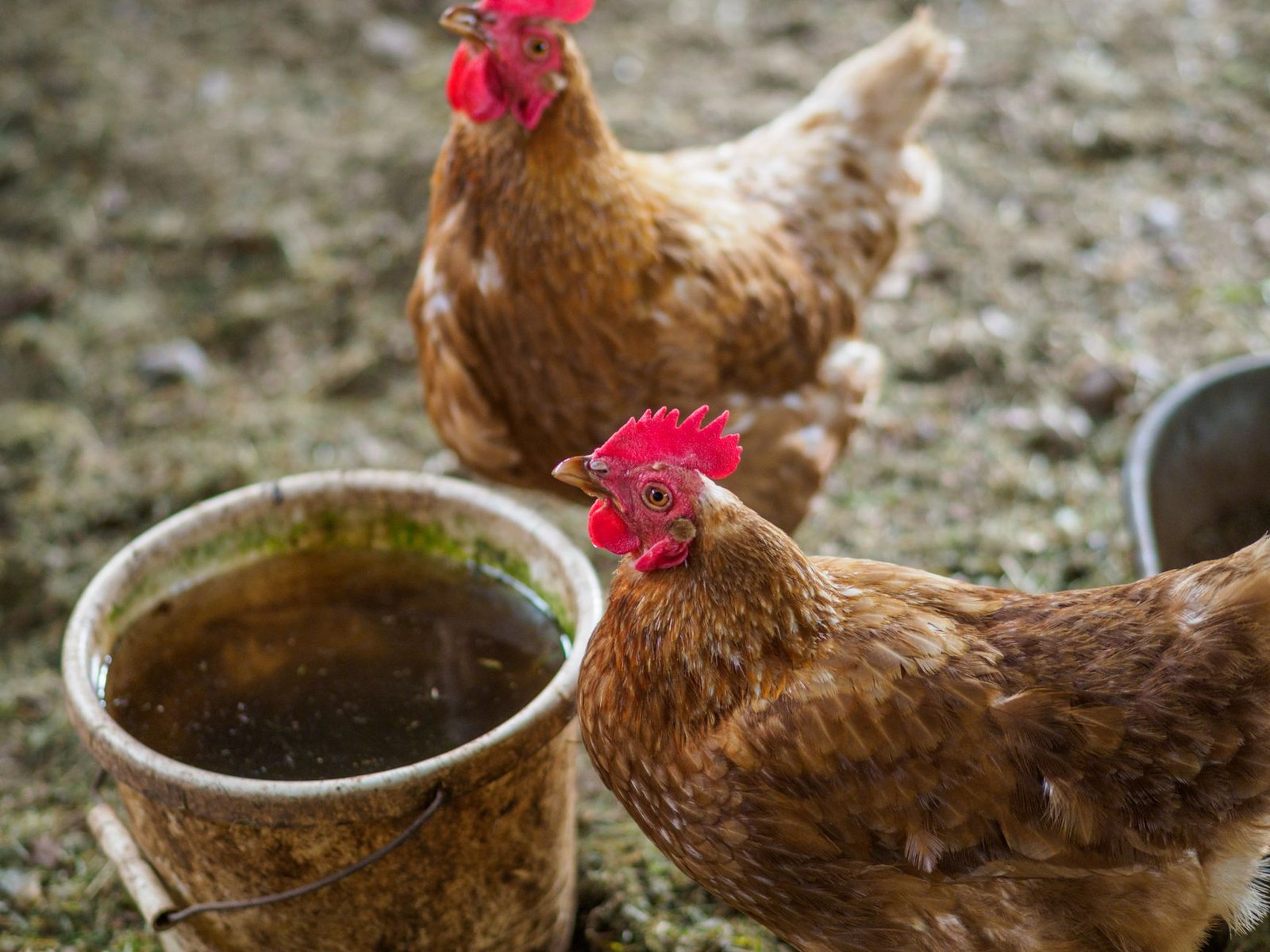 best heated chicken waterer - Illustration 2