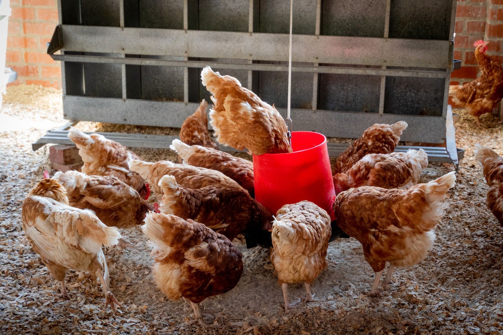 best heated chicken waterer - Illustration 3