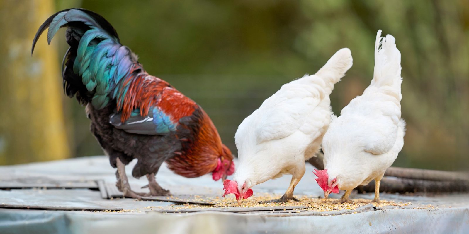 best mealworms for chickens