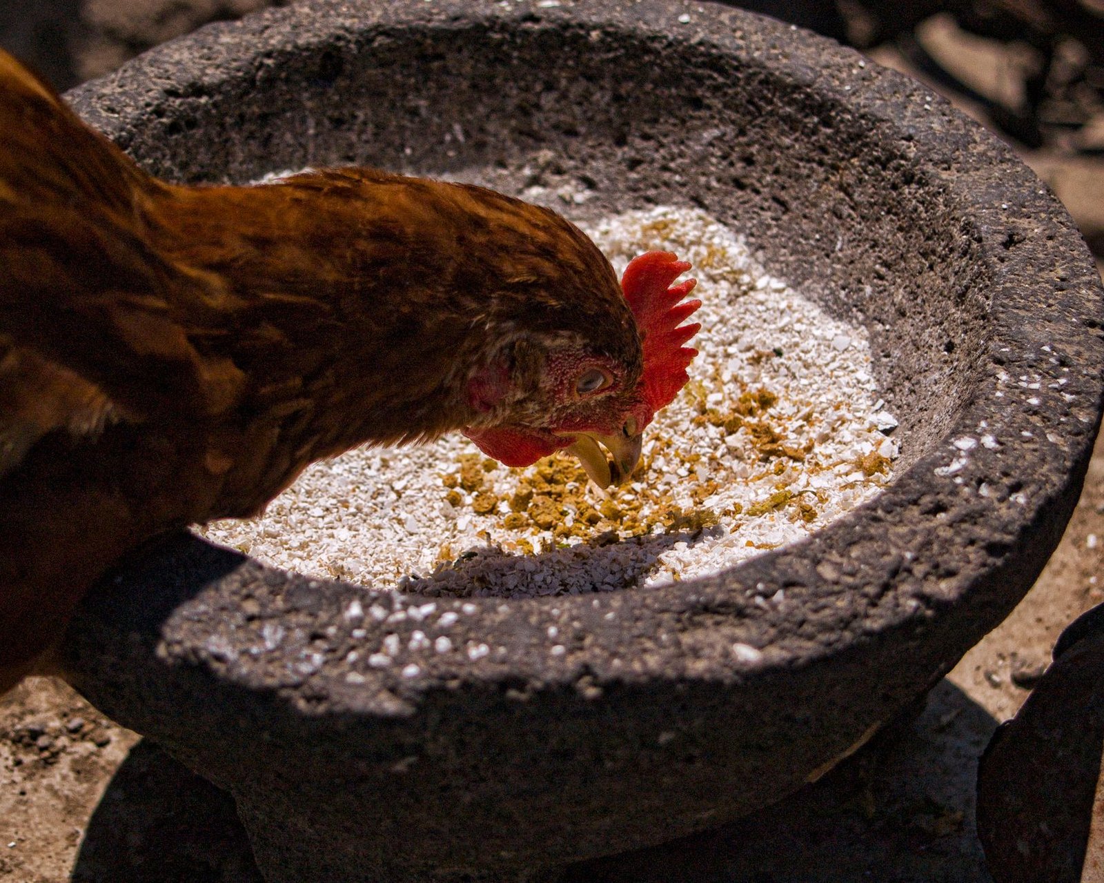 best mealworms for chickens