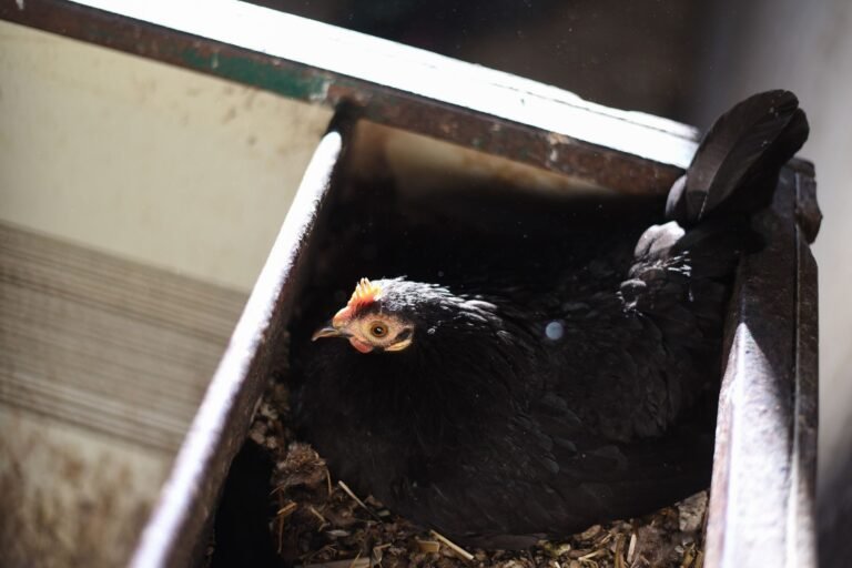 best nesting boxes