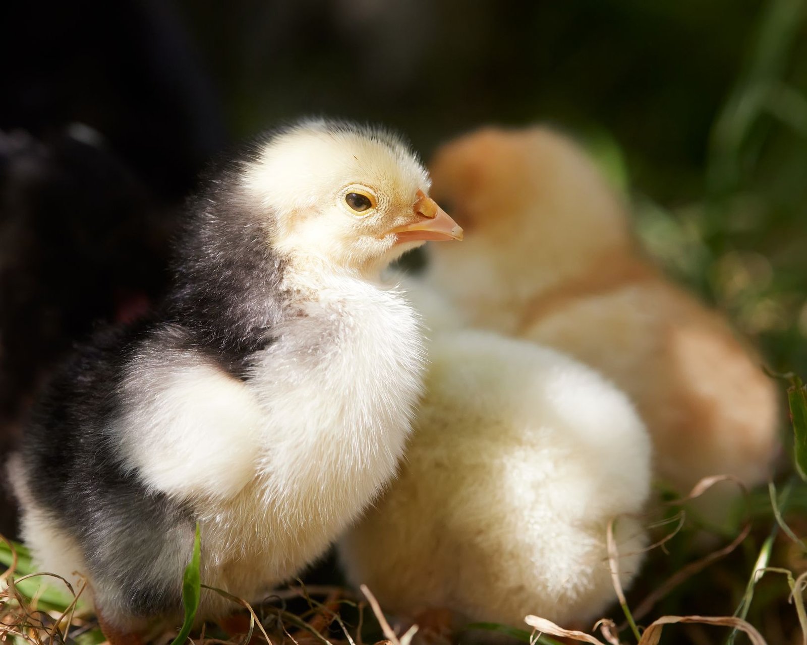 chick brooder setup