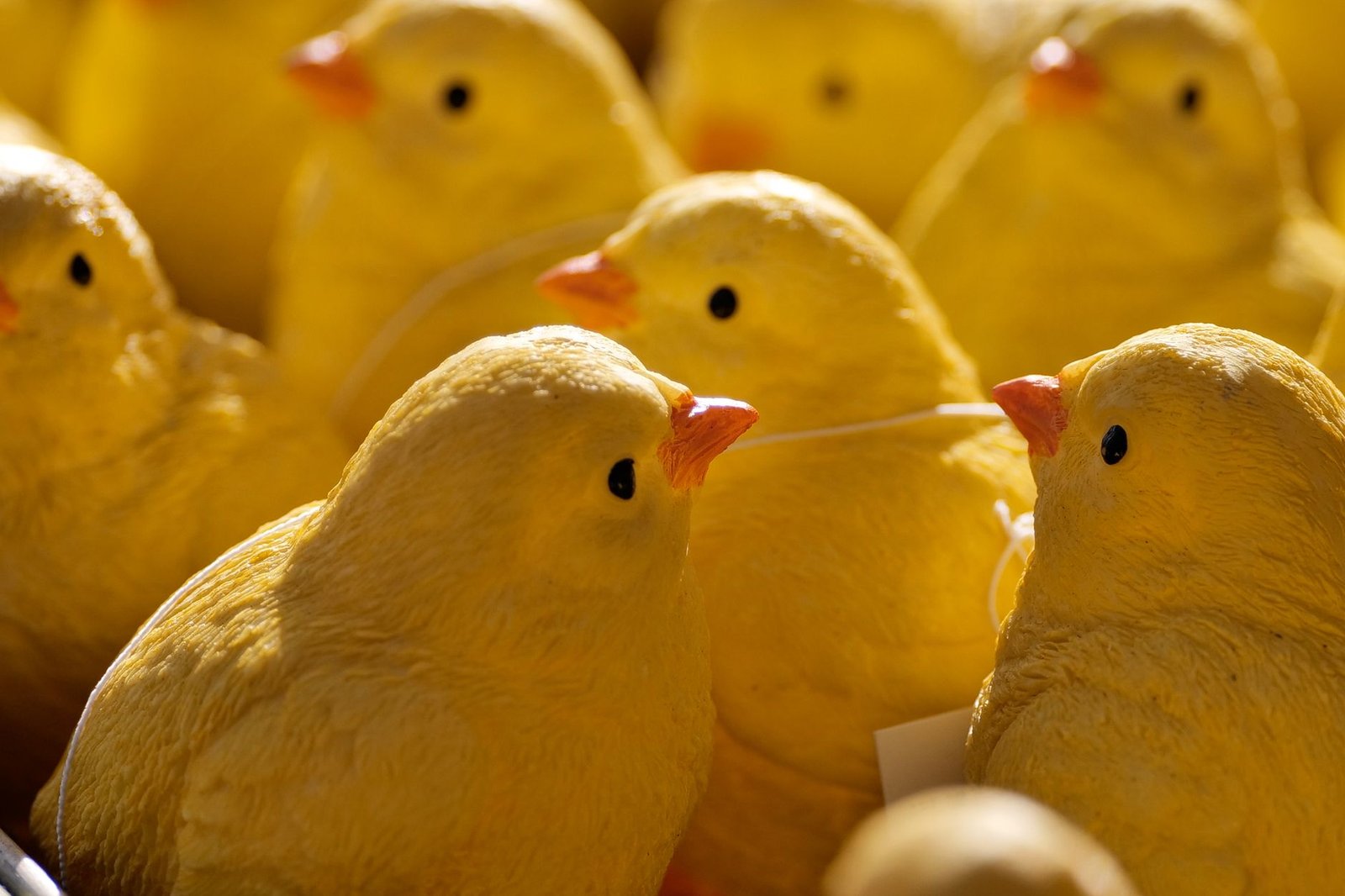 chick brooder setup