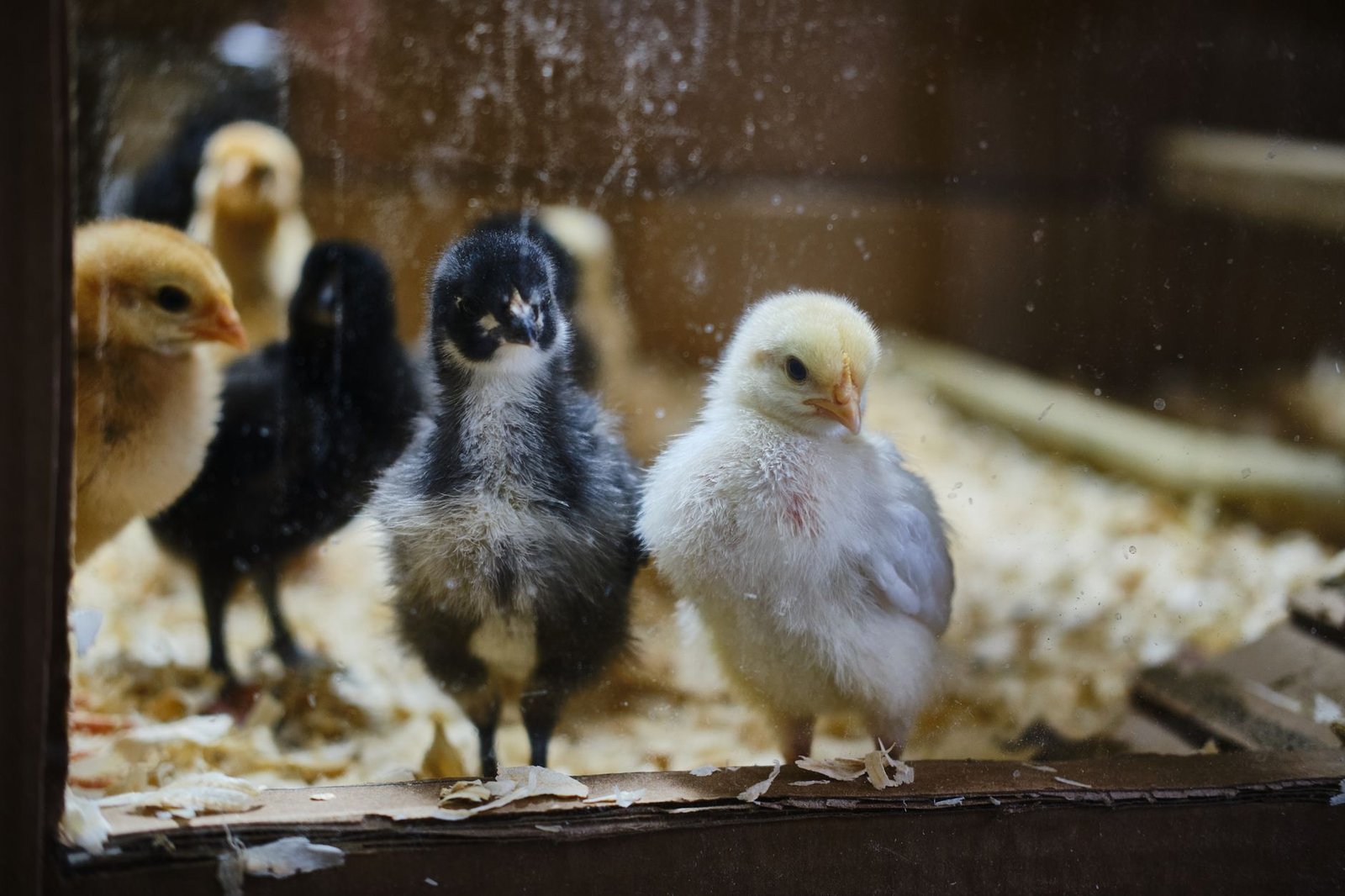 chick brooder setup