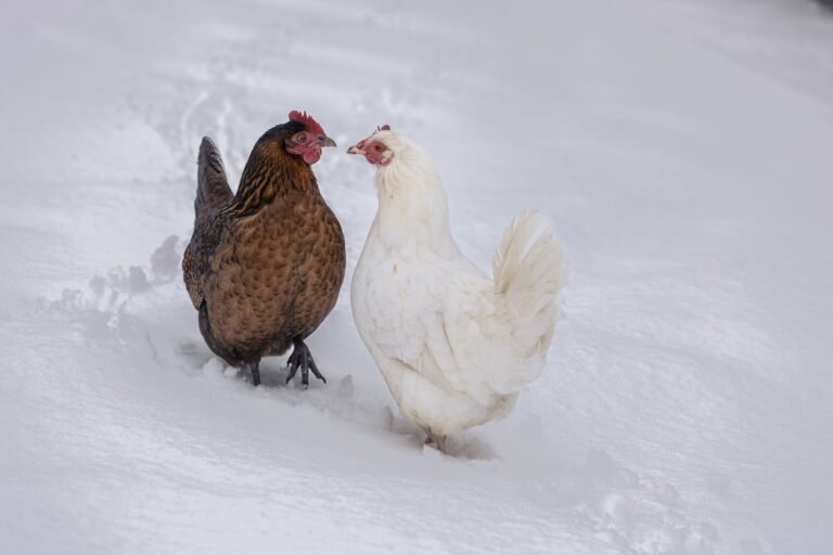 chicken coop cold weather