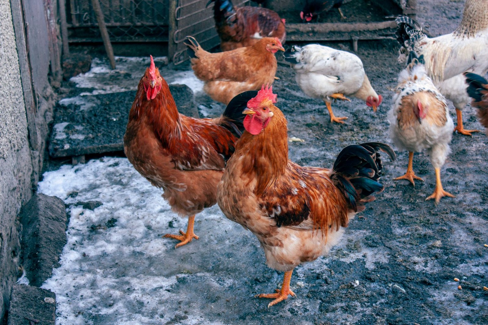 chicken coop cold weather
