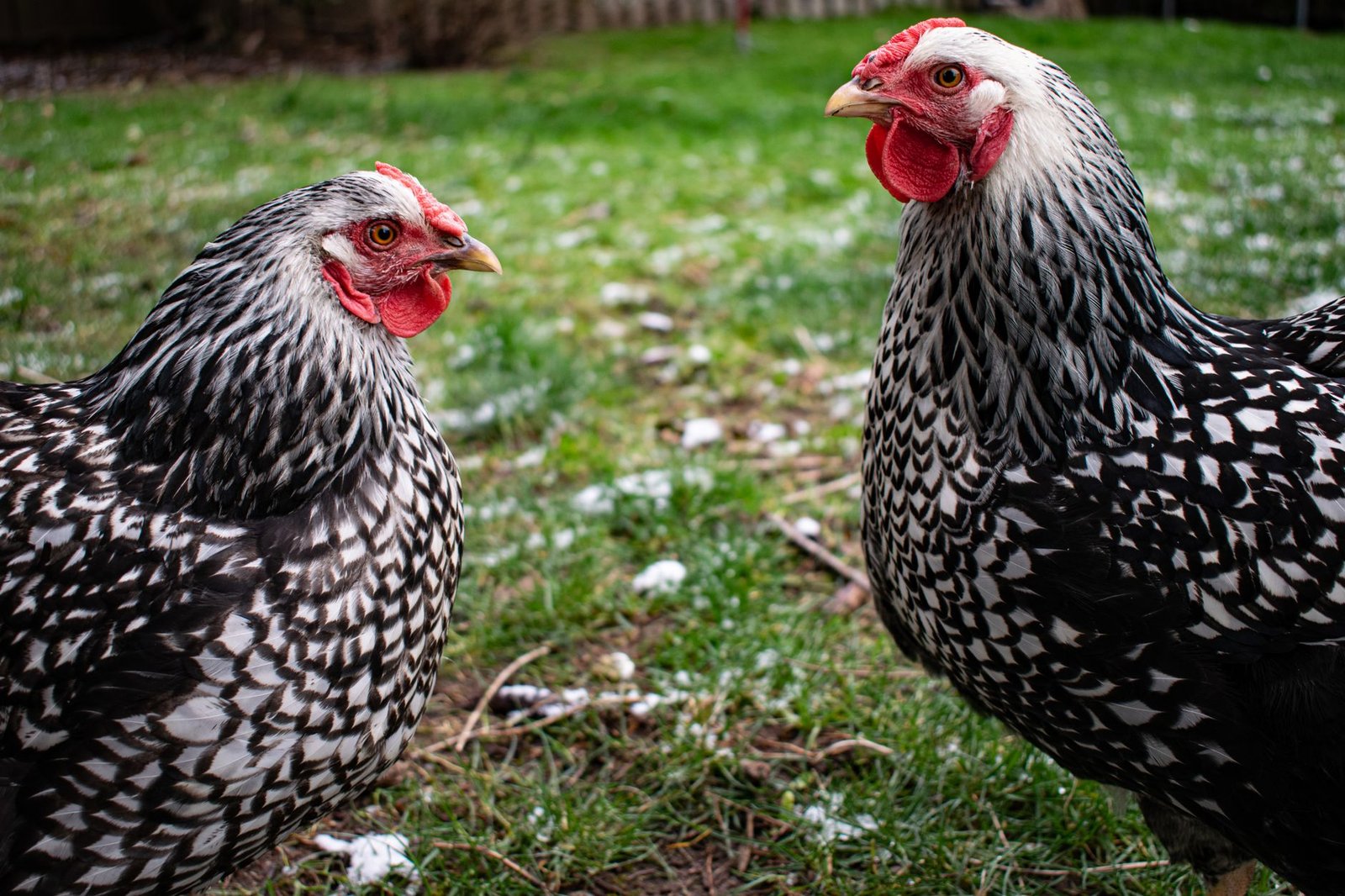 chicken coop cold weather