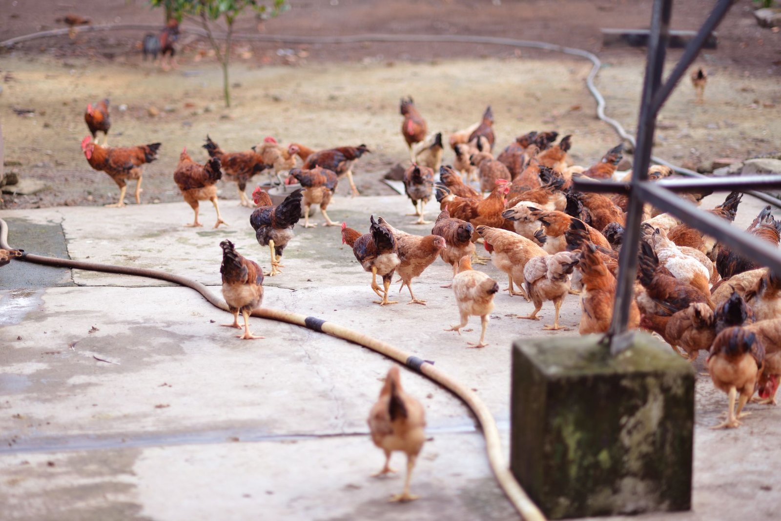 chicken coop space