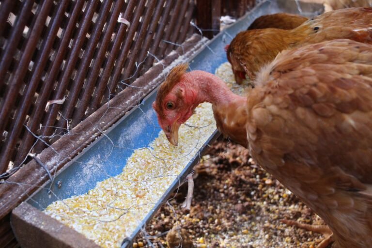 chicken feeder no waste