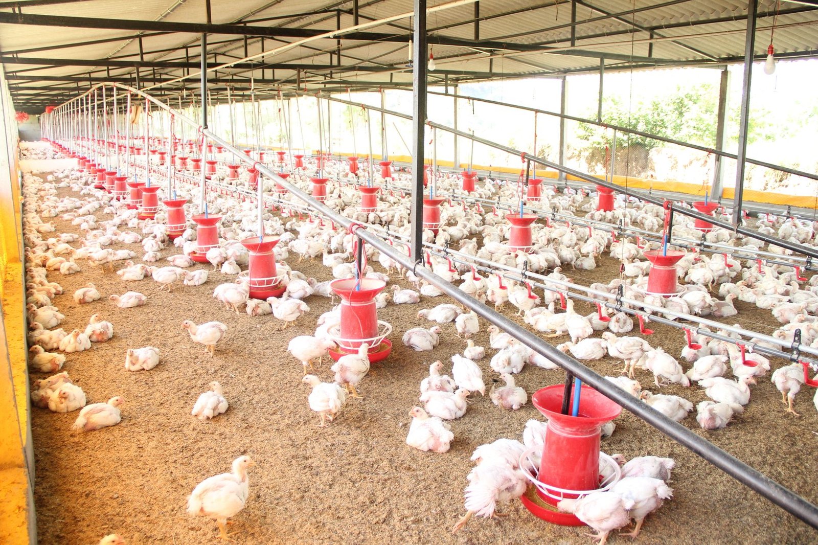 chicken feeder no waste