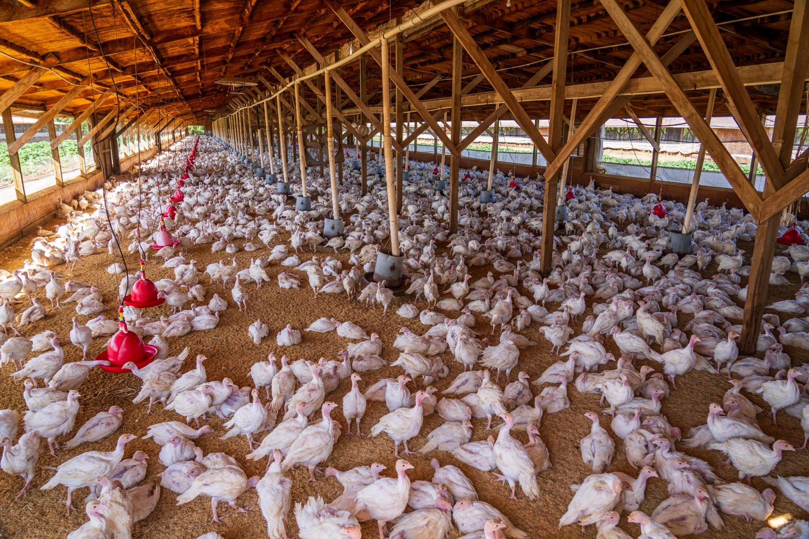 chicken feeder no waste