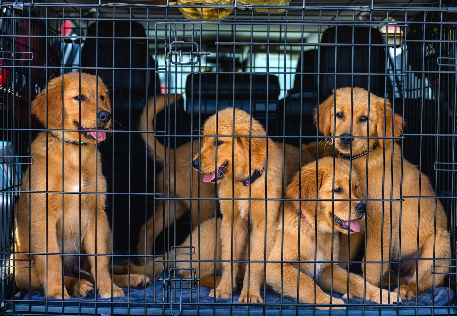 dog playpen