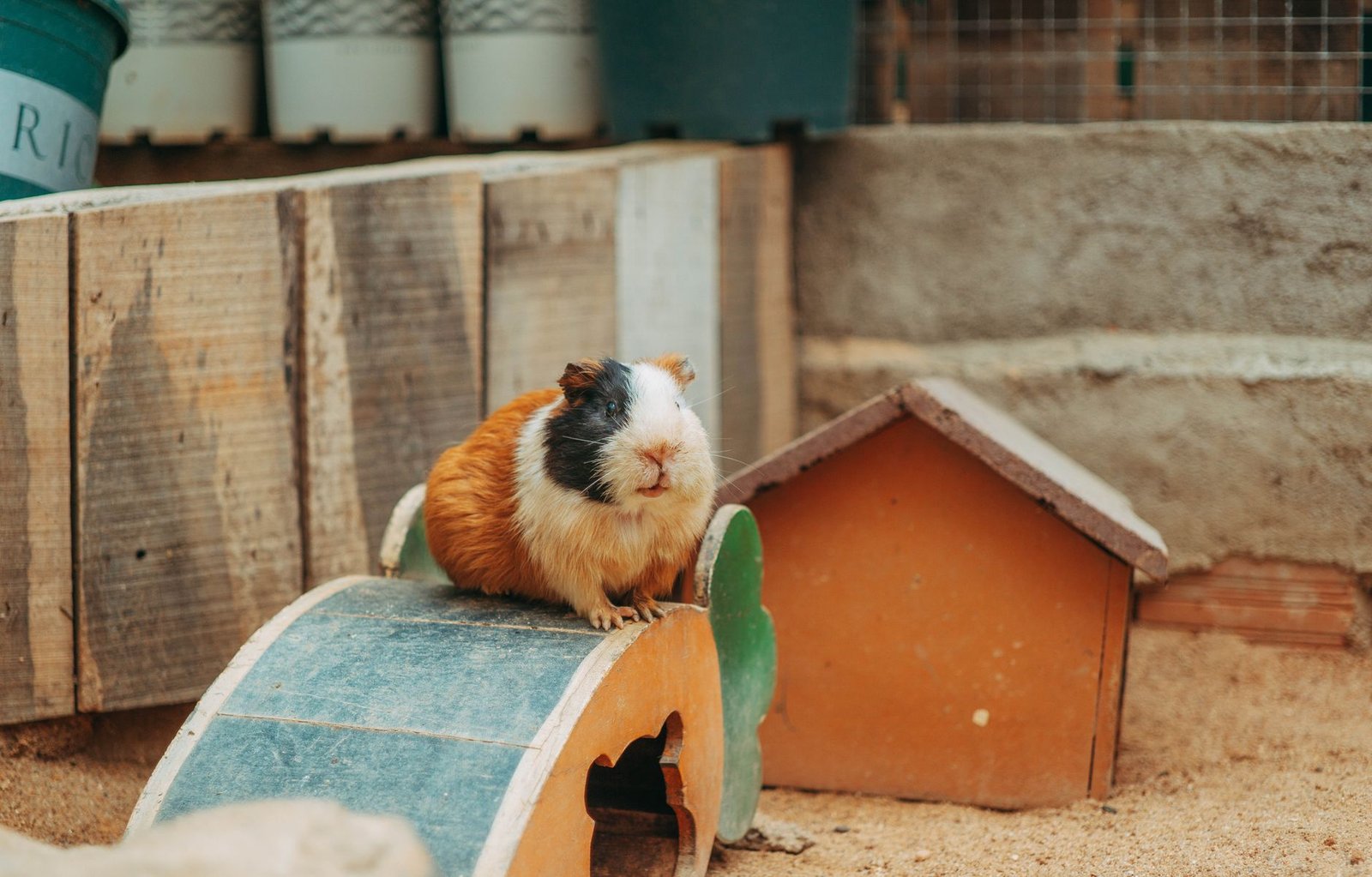ferret playpen scene