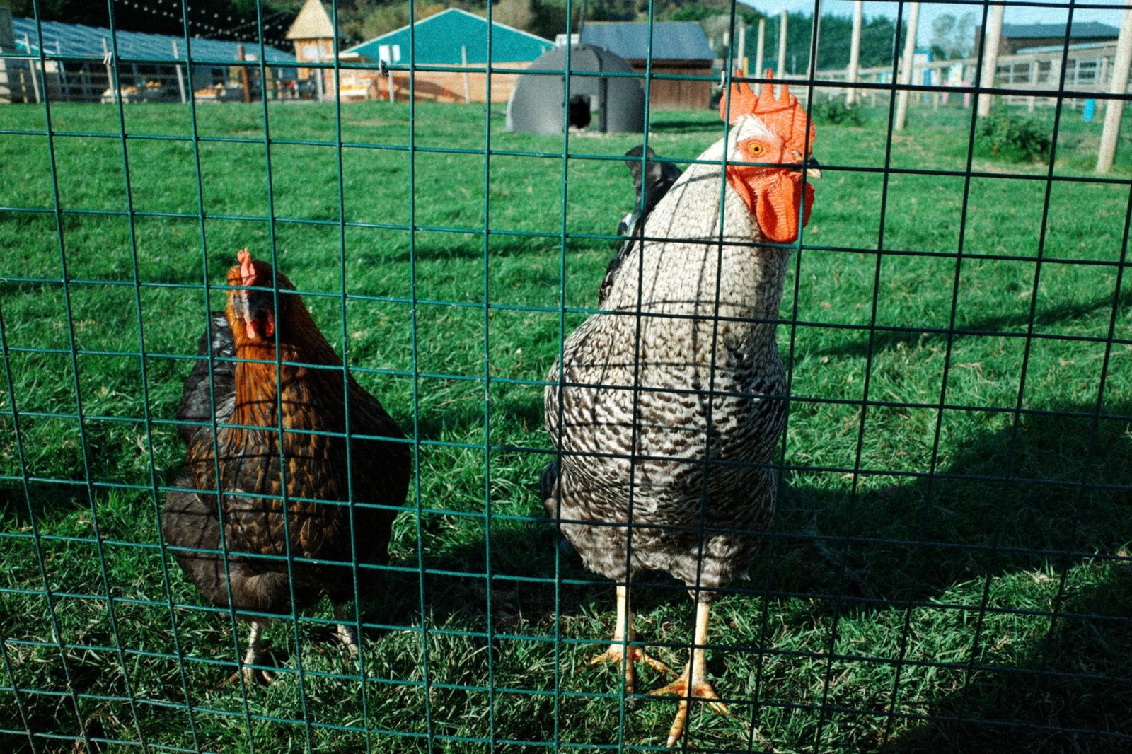hardware cloth chickens