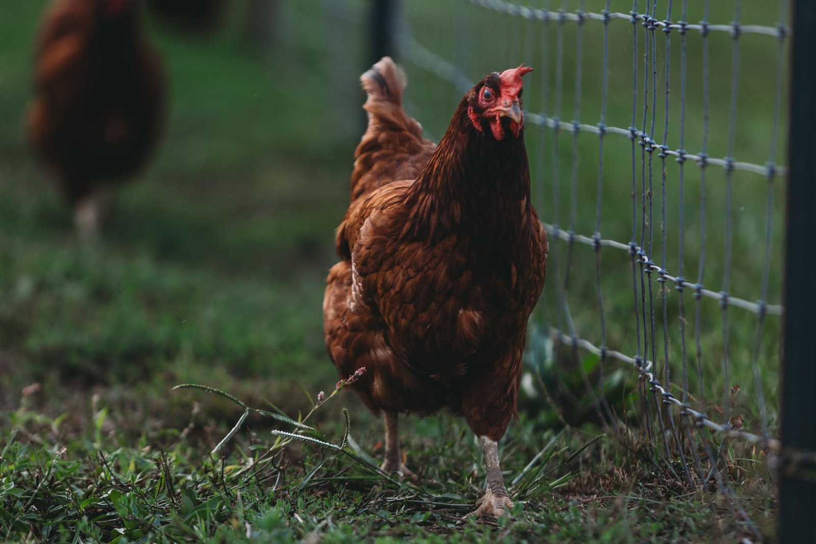 hardware cloth chickens