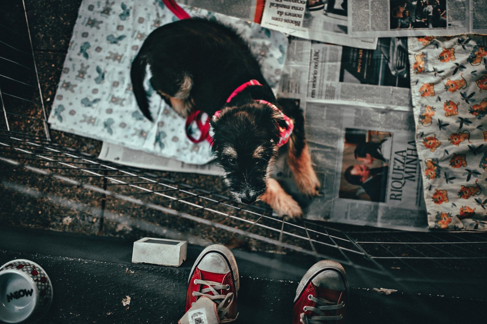 pet playpen scene