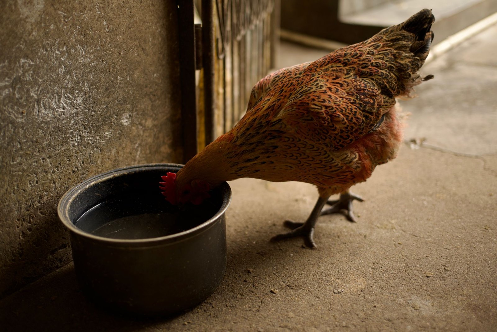 poultry waterer scene