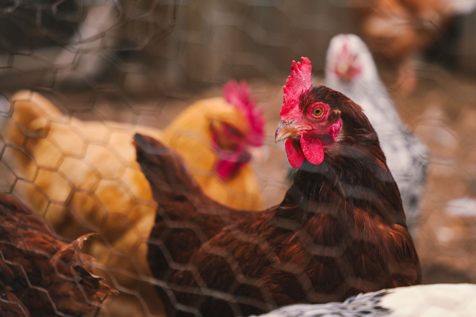 predator proof chicken coop - Illustration 1