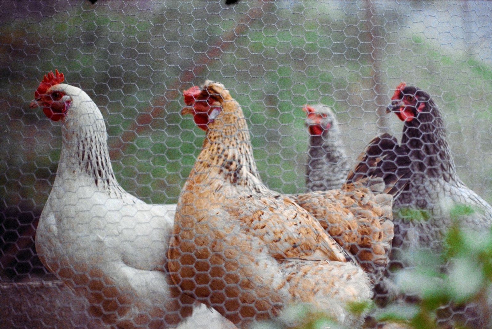 predator proof chicken coop - Illustration 2