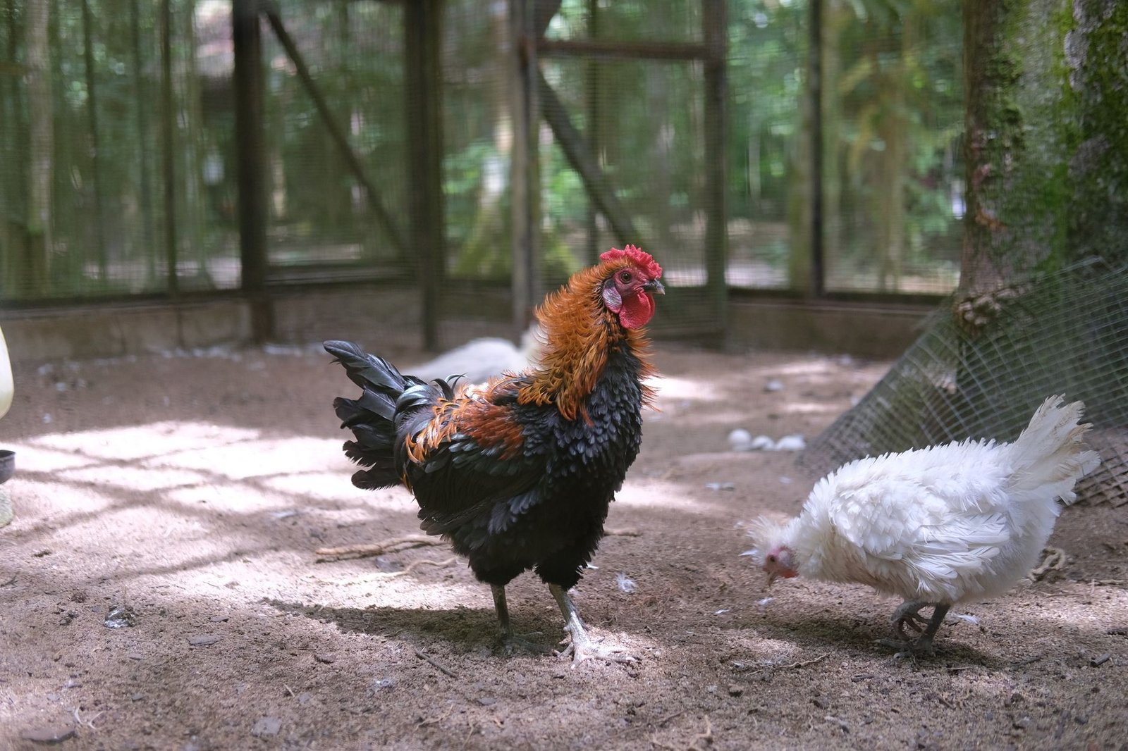 predator proof chicken coop - Illustration 3