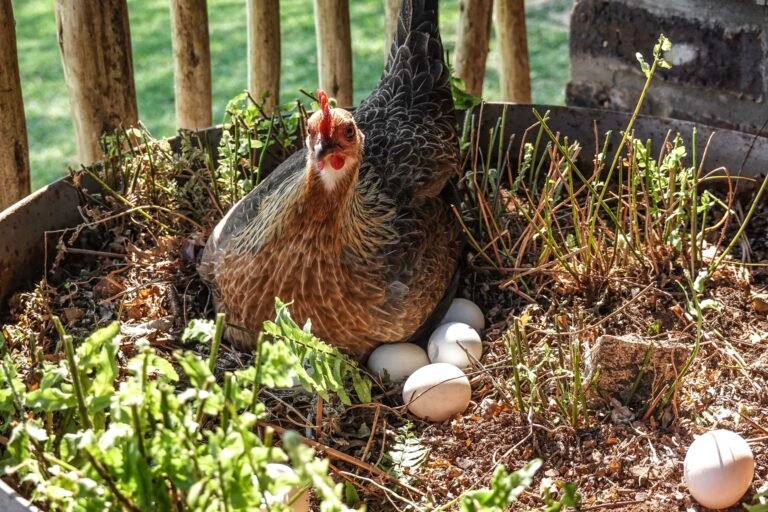 stop chickens eating eggs