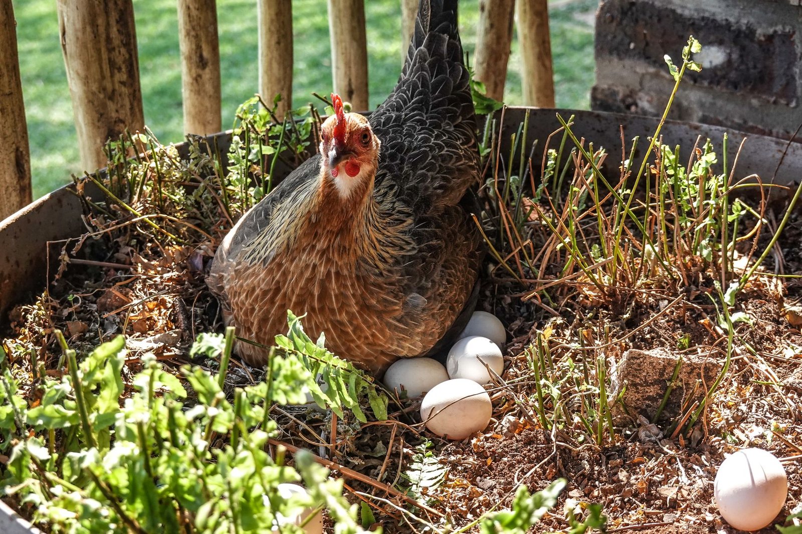 stop chickens eating eggs
