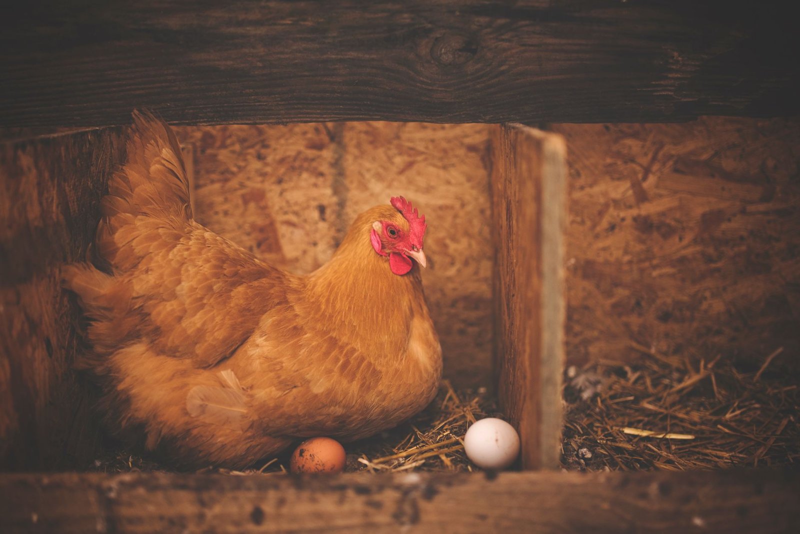 stop chickens eating eggs