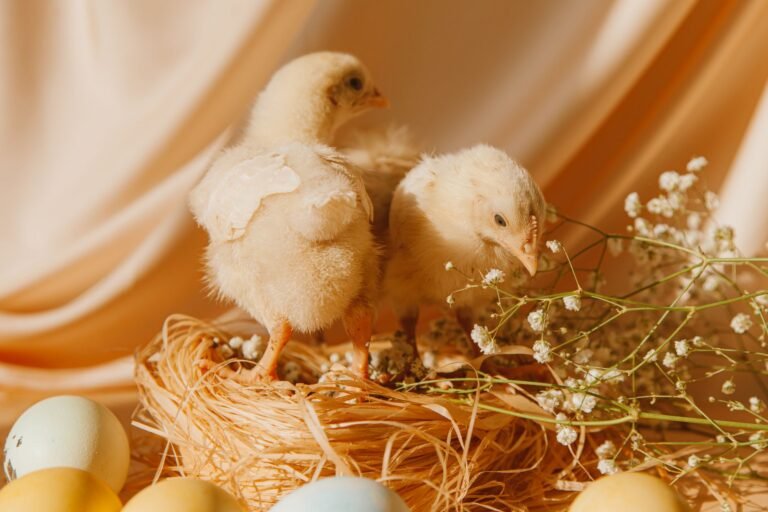 herbs for chicken nesting boxes
