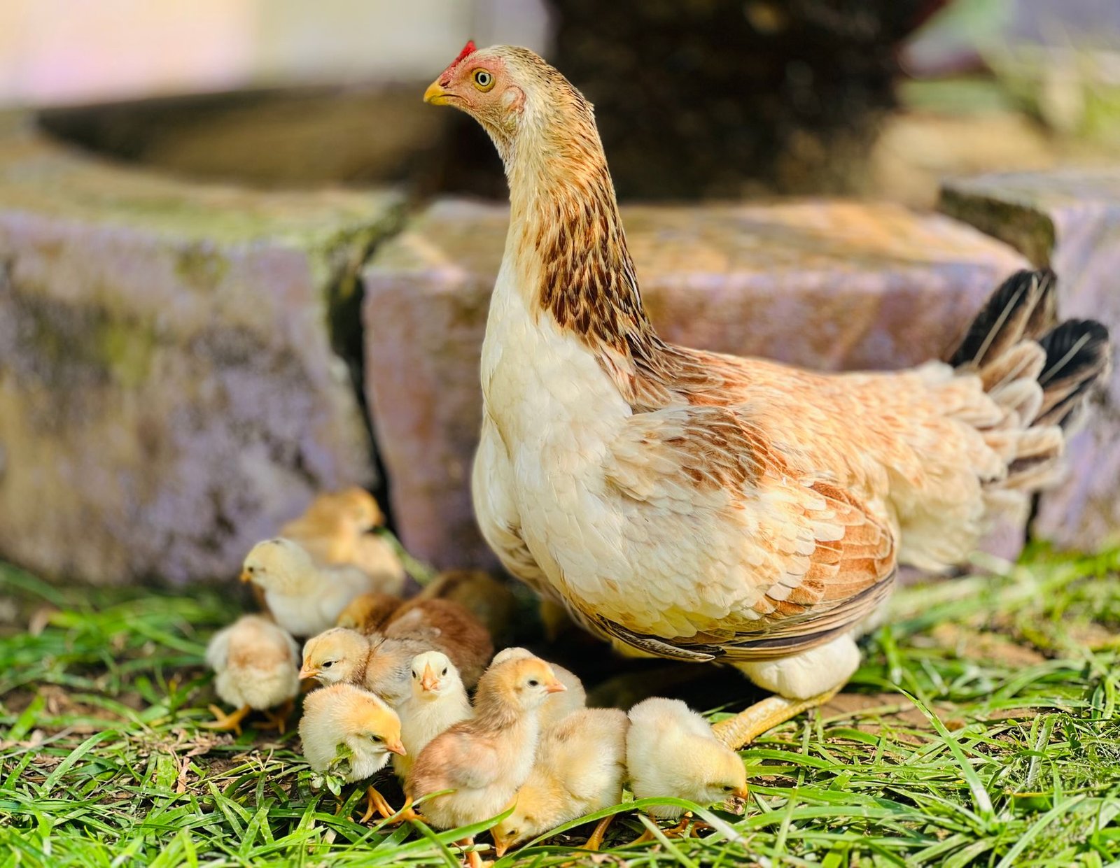 herbs for chicken nesting boxes - Illustration 3